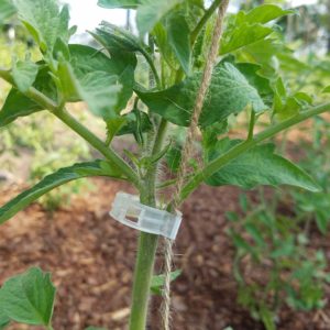 tomato clip on tomato plant