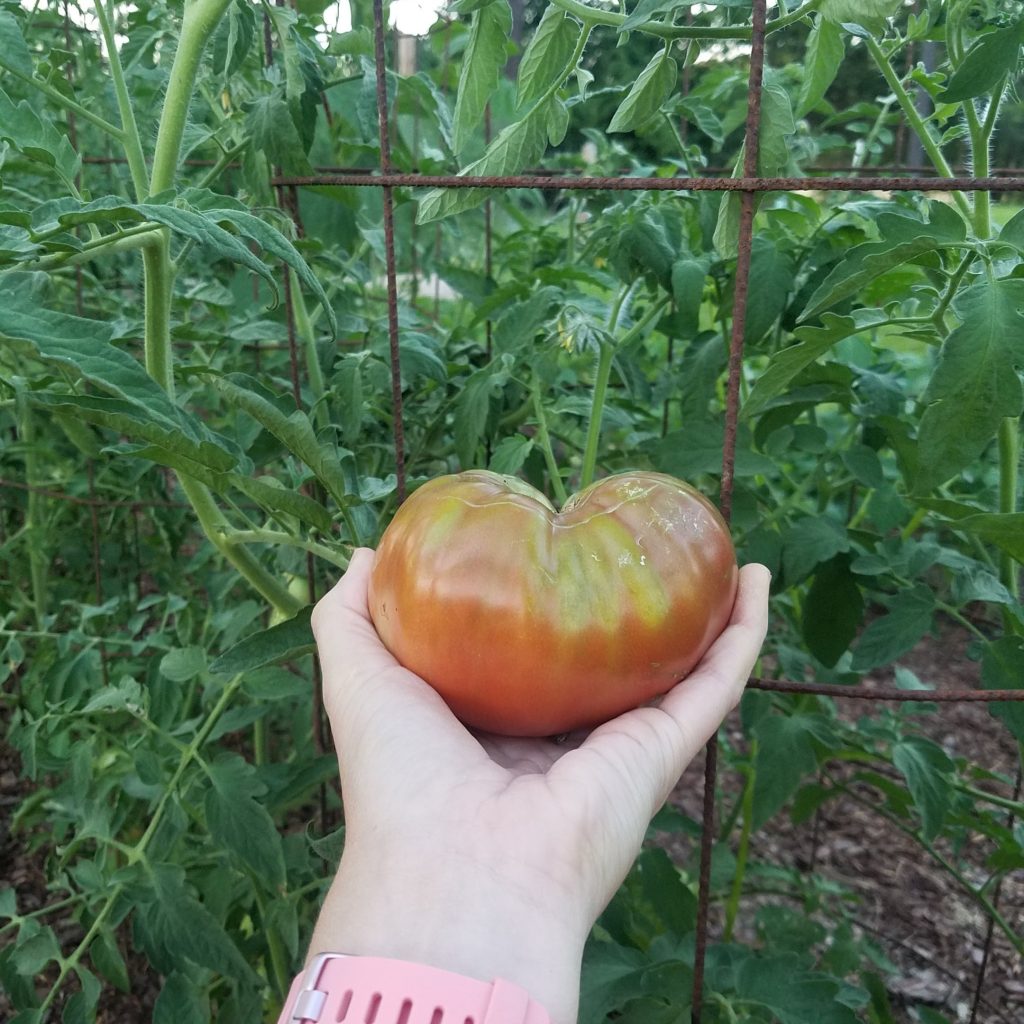 black krim open-pollinated tomato