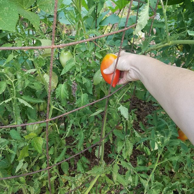 harvesting tomato
