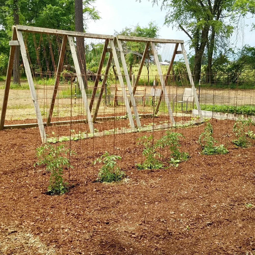 tomato cages in garden
