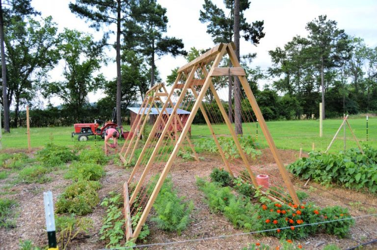 Best Trellis Direction for Vertical Gardening + 3 NoFail Trellis Ideas
