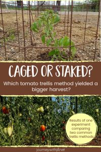 tomato cages vs stakes for a better harvest