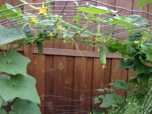 vertical vegetables cucumbers growing on arch trellis