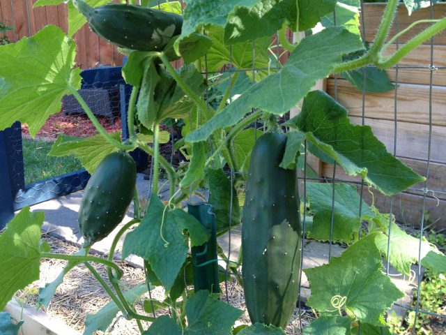 vertical vegetables harvesting cucumbers on arch trellis