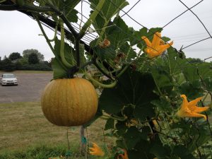 vertical-vegetables-growing-pumpkins-vertically
