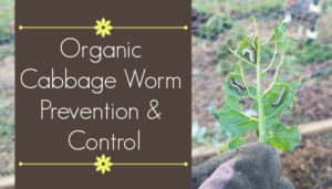organic cabbage worm prevention and control