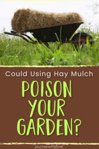 Hay Mulch Poisoning a Garden
