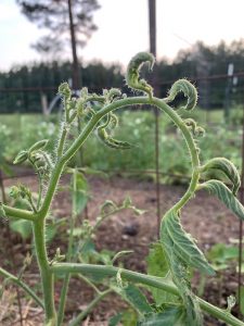 tomato leaf curl due to herbicide poisoning