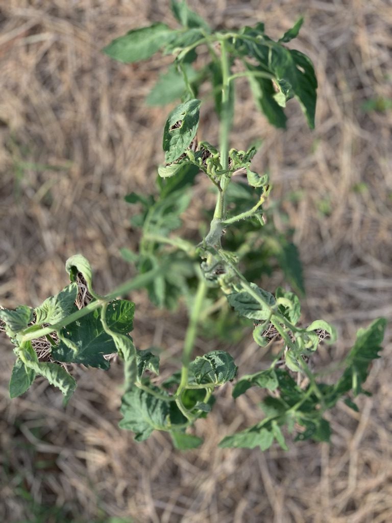 hay herbicide poisoning on tomato leaf curling