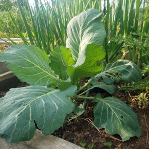 cabbage and onions companion planting