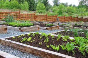 Benefits of Raised Garden Bed
