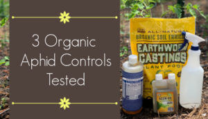 3 organic aphid controls tested