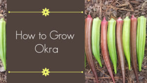 how to grow okra