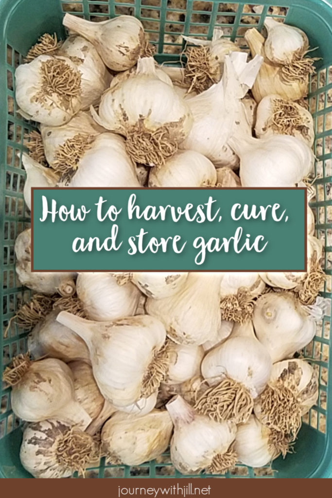 store, cure, and harvest garlic