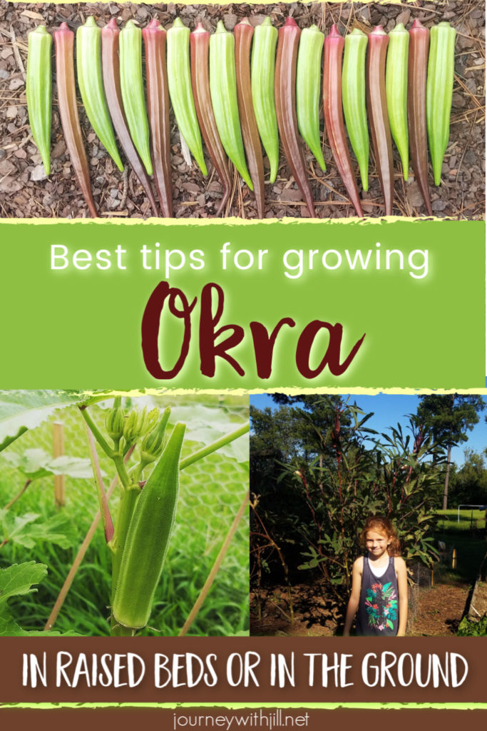 best tips for growing okra