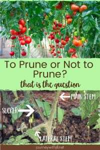 pruning tomatoes