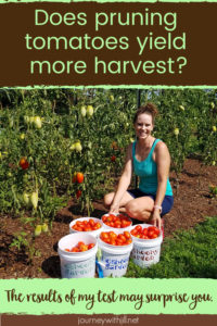 does pruning tomatoes increase harvest