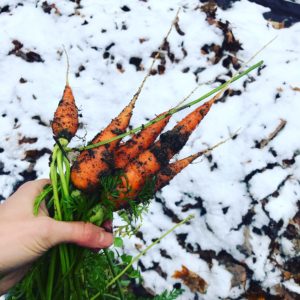 Harvest Carrots in Winter