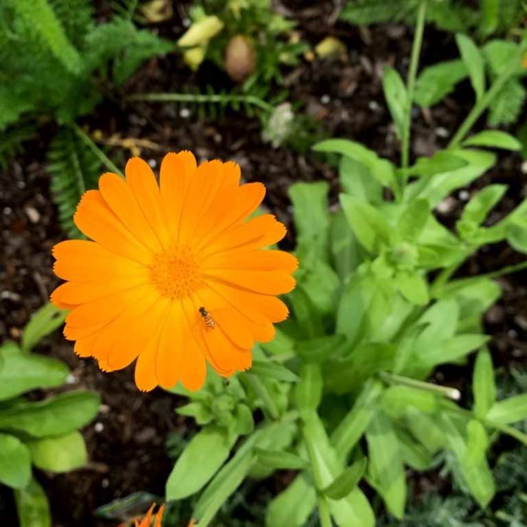 syrphid fly or hoverfly on calendula flower