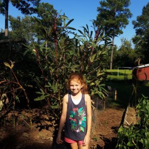 growing tall okra
