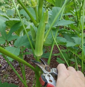 How to Grow Okra in Your Garden or Raised Bed