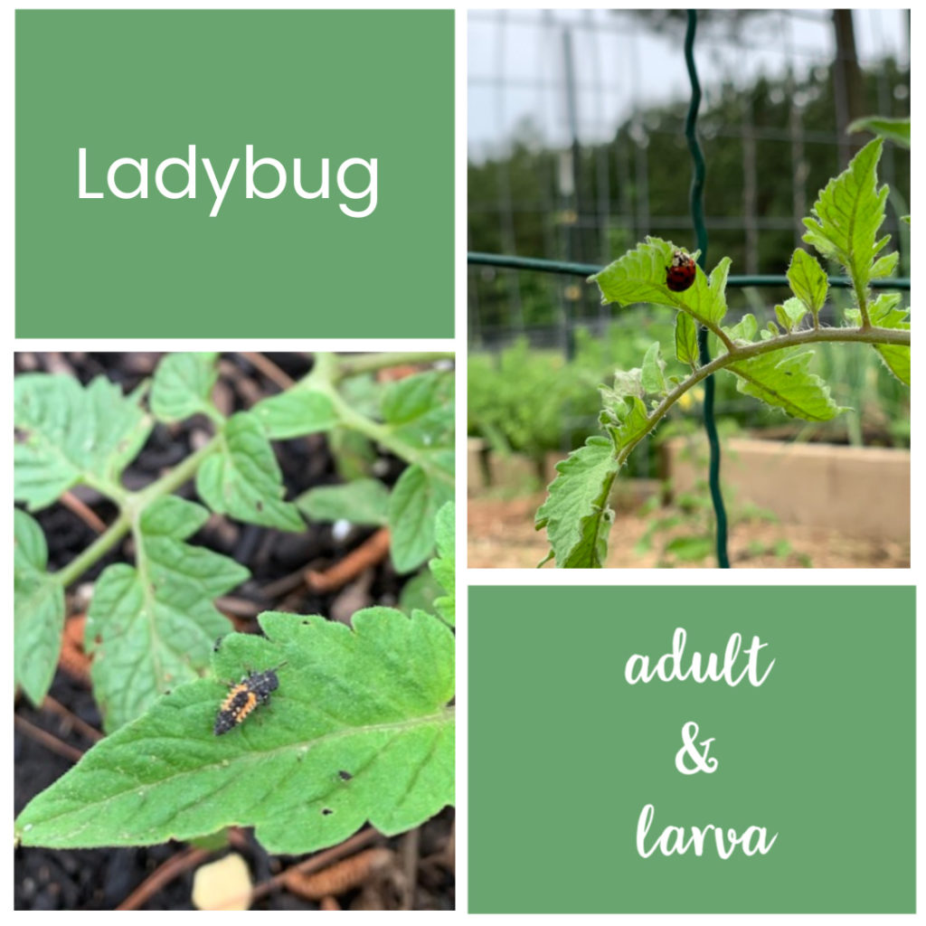 ladybug adult and ladybug larva