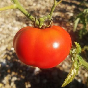 ripening tomato