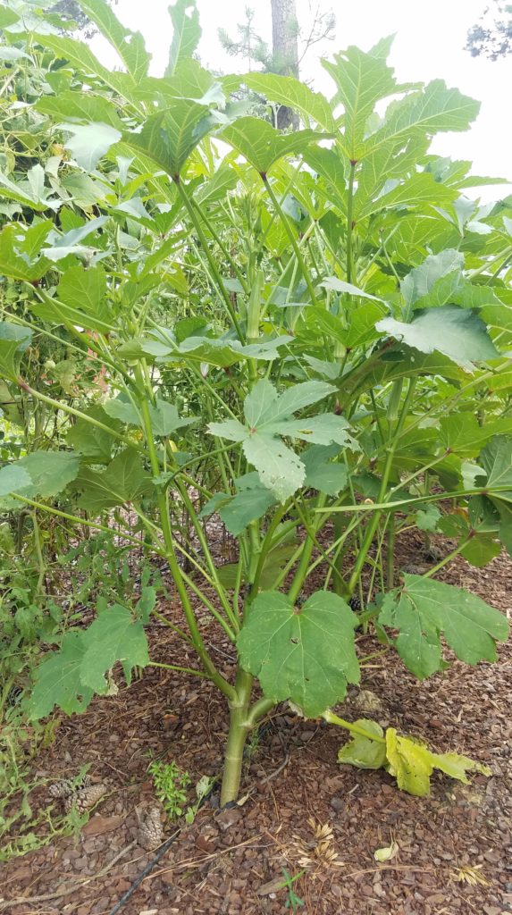 How to Grow Okra in Your Garden or Raised Bed - The Beginner's Garden