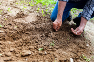 Planting Seeds Directly in the Garden: Which vegetables and when to sow?