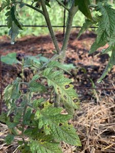 pruning can prevent tomato diseases