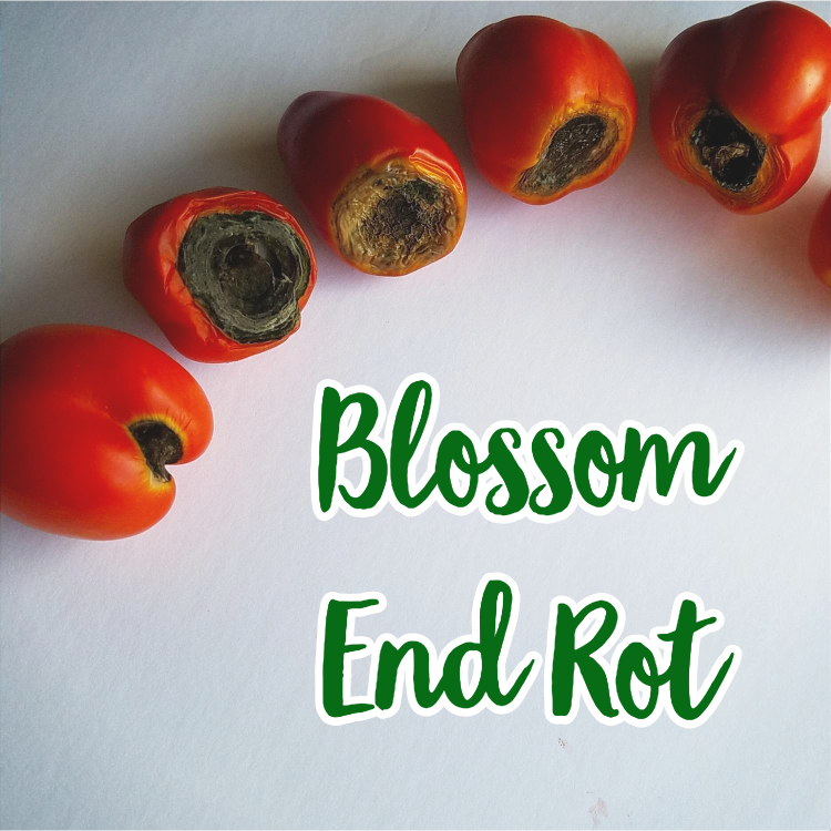 blossom end rot graphic