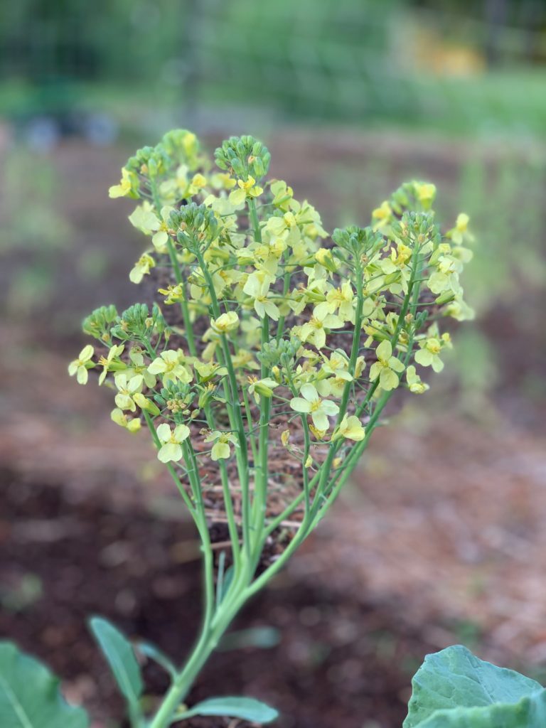 broccoli bolting in full flower