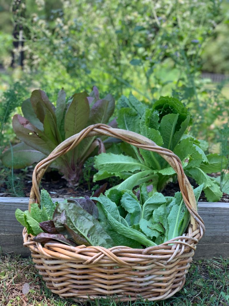 lettuce harvest