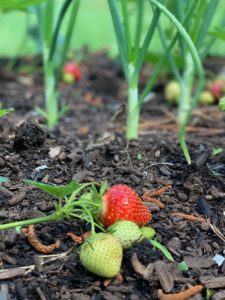 strawberry and onion companion plants