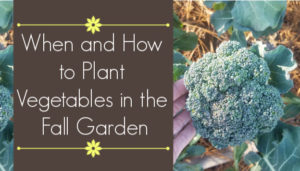 when and how to plant vegetables in the fall garden