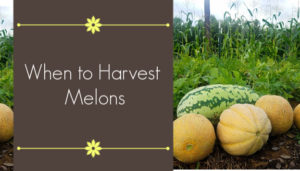 when to harvest melons