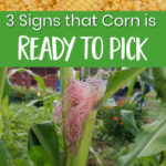 3 signs corn is ready to pick