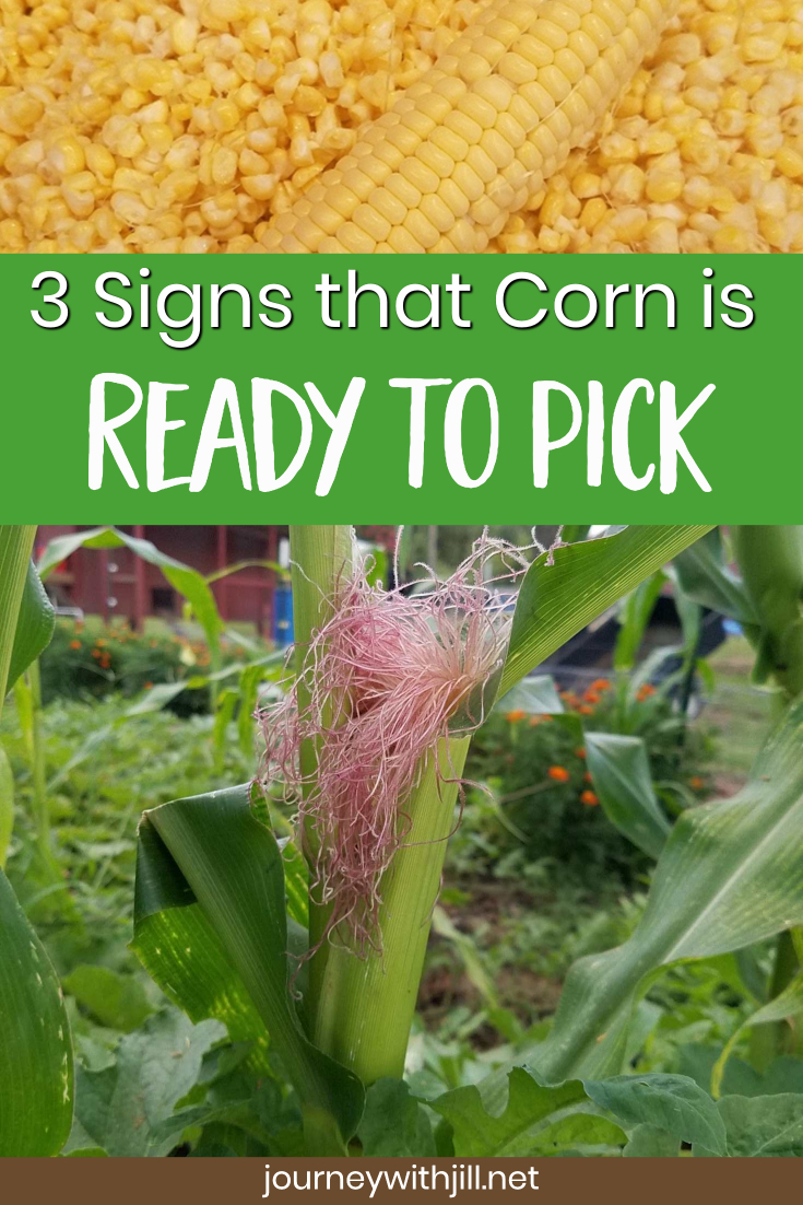 When to Harvest Sweet Corn