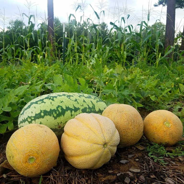 How to Tell when Melons are Ripe and Ready to Pick