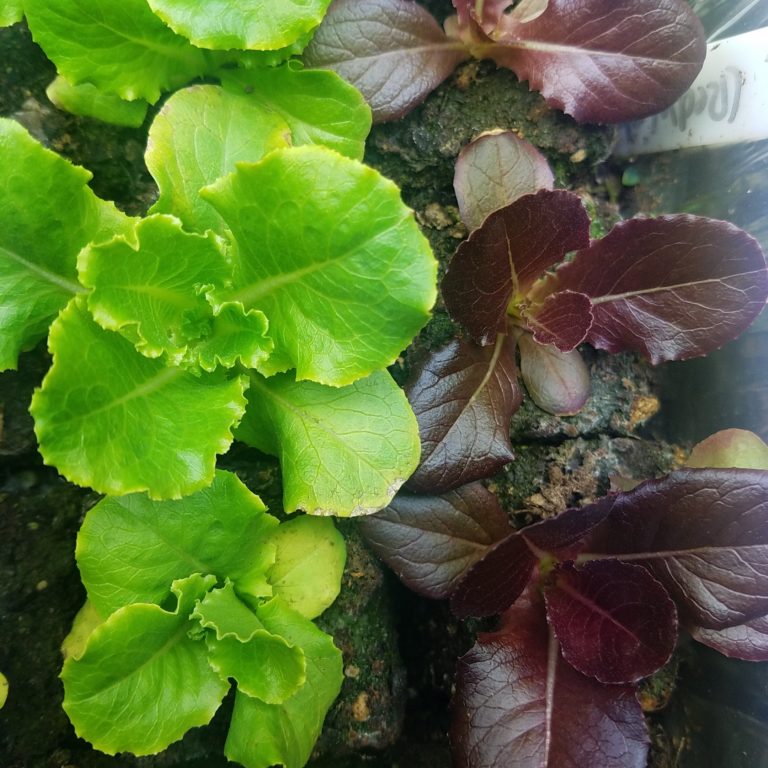 Grow these 5 Dirty Dozen Crops to Avoid Consuming Pesticides