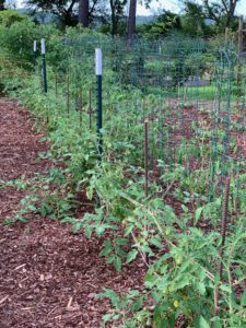 mulch tomato plants to prevent early blight