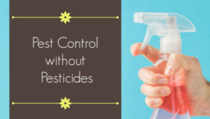 pest control without pesticides