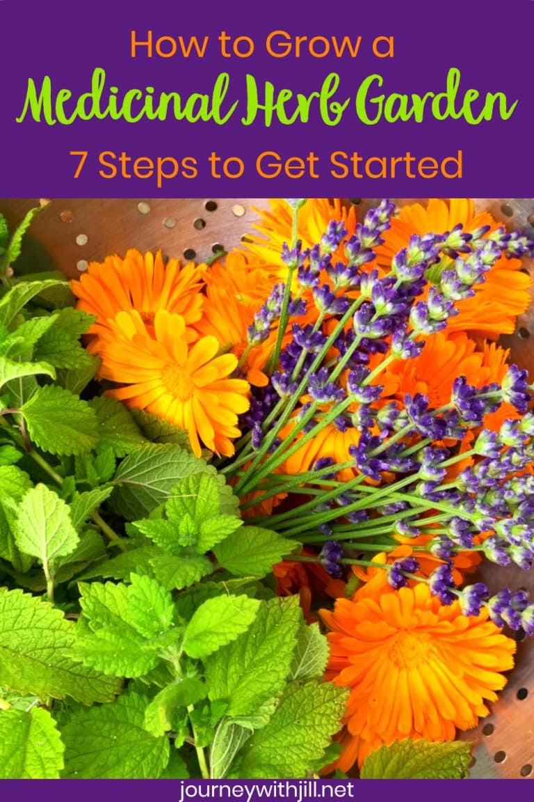 how to grow a medicinal herb garden