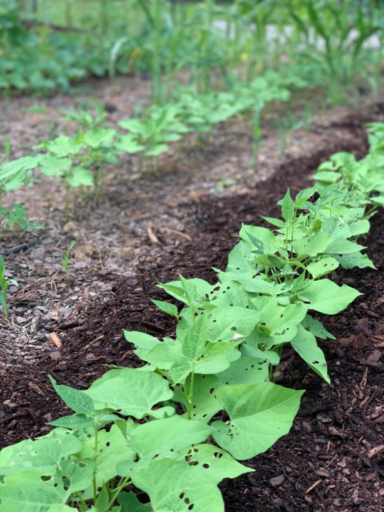 10 Succession Planting Ideas to Keep Your Garden Producing All Season