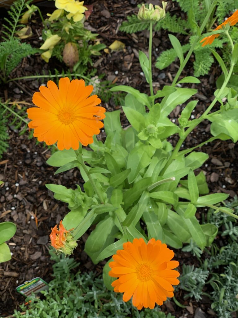 calendula in medicinal herb gardening