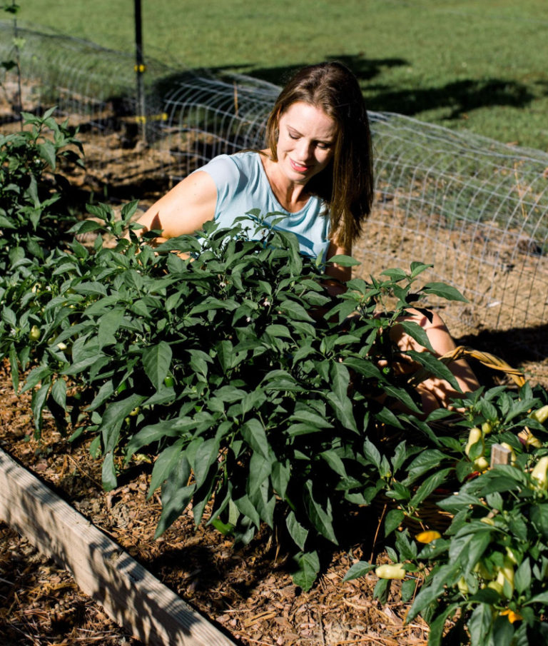 When to Plant Tomatoes and Peppers The Beginner's Garden