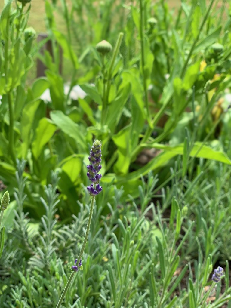 lavender in the medicinal herb garden