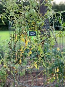 remove diseased plants for a fall garden task