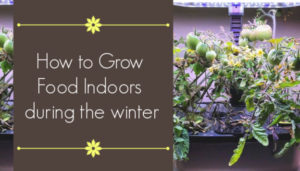 how to grow food indoors during the winter