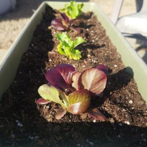 growing lettuce in containers in the fall garden